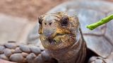 Schildkröte mit Fressen