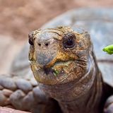 Schildkröte mit Fressen