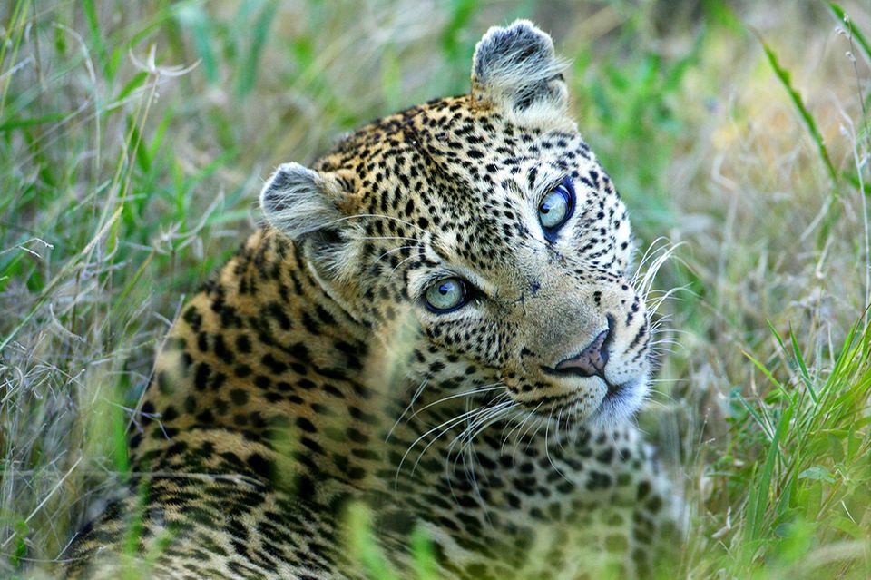 Leopard schaut in die Kamera