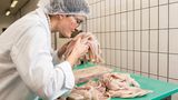 Geruch der Fischstäbchen wird überprüft