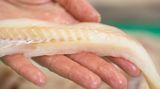 Fischfilet in der Hand