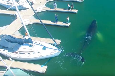 Drohnenaufnahmen von der US-Westküste: Buckelwal verirrt sich im Yachthafen - und entgeht knapp den Schiffsschrauben