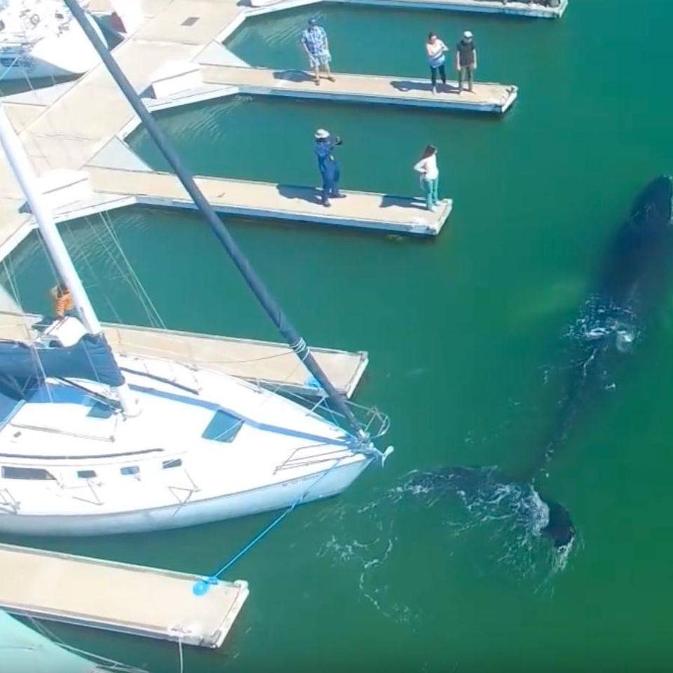 Drohnenaufnahmen von der US-Westküste: Buckelwal verirrt sich im Yachthafen - und entgeht knapp den Schiffsschrauben