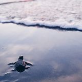 Schildkröte Strand Mexiko