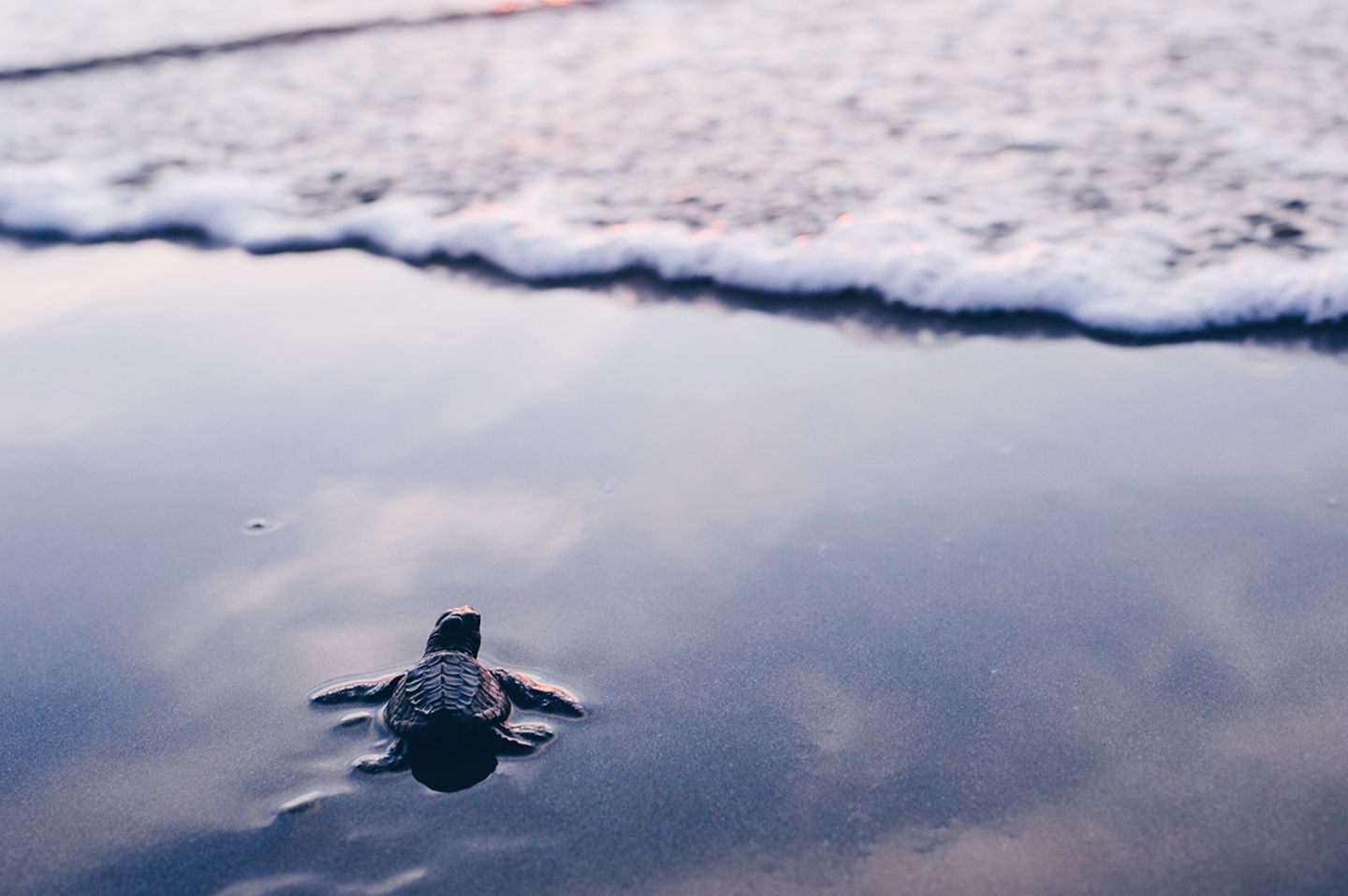Schildkröte Strand Mexiko