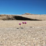 Stångehuvuds naturreservat in Schweden