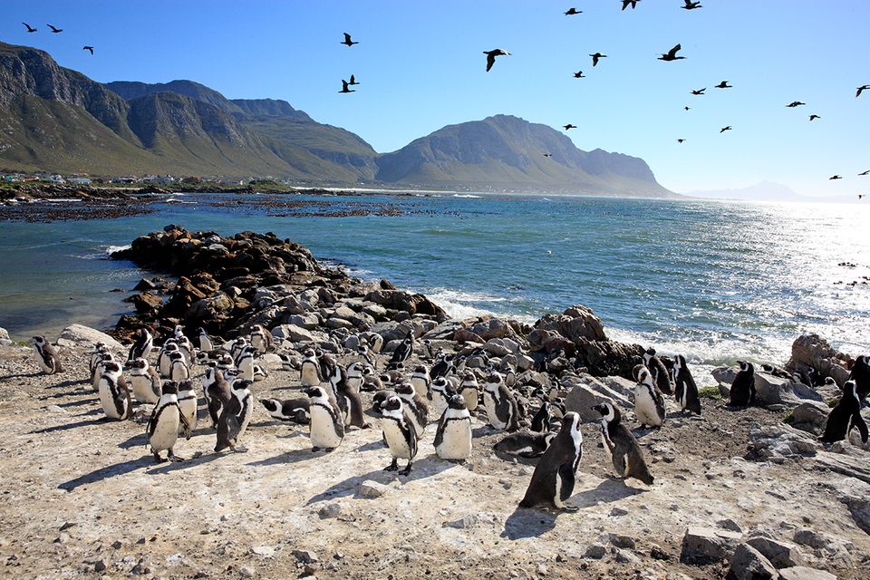 betty's bay südafrika