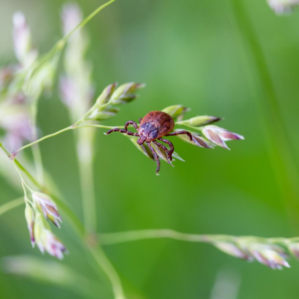 Zecke in der Natur