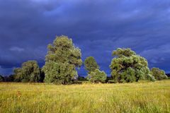 gewitter eiche baum