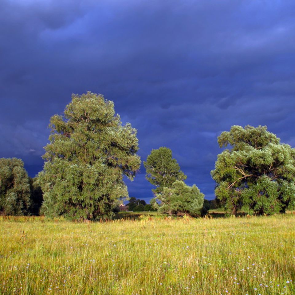 gewitter eiche baum