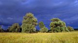 gewitter eiche baum