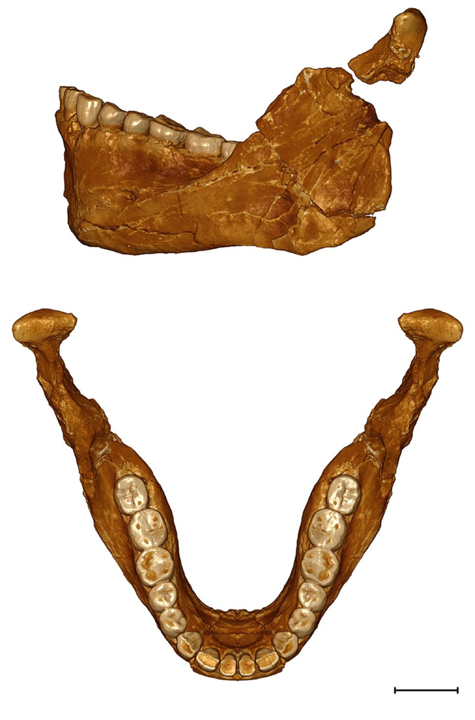 Schädel Homo Sapiens fossil