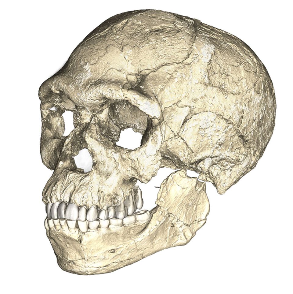 Schädel Homo Sapiens fossil frühester Fund Schädel Homo Sapiens fossil frühester Fund