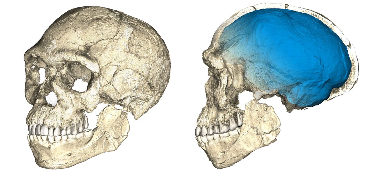 Schädel Homo Sapiens fossil