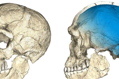 Schädel Homo Sapiens fossil