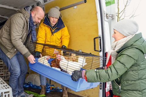 Hühner aus Legehennenbetrieben werden verladen
