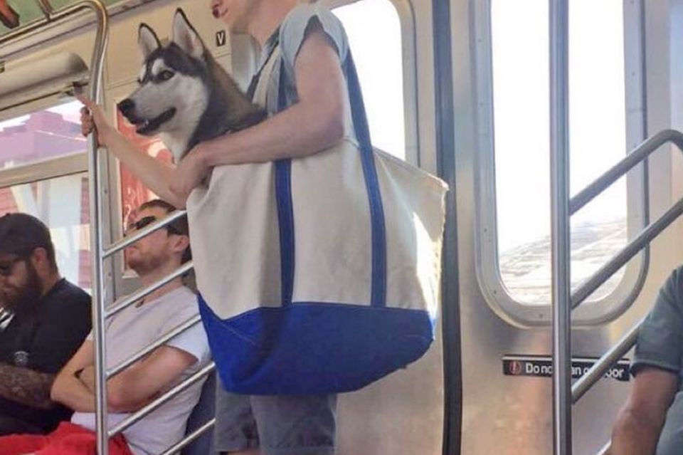 #subwaydog