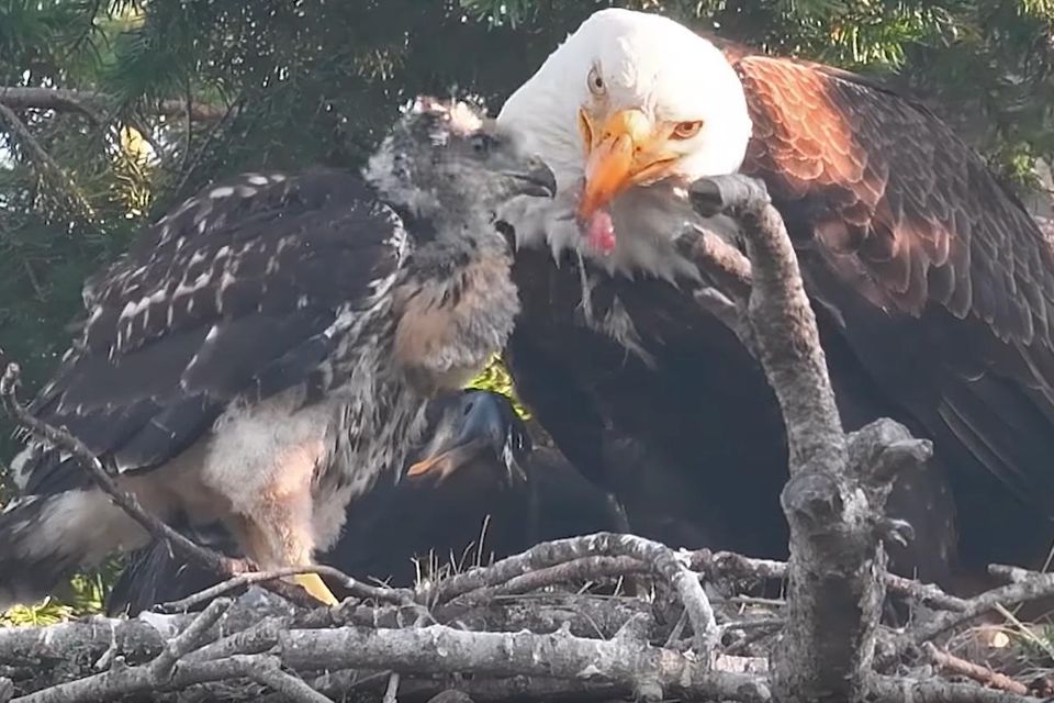 Kuckuckskind statt Beutetier: So rührend kümmert sich dieses Adlerpärchen um ein Bussardbaby