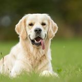 Golden Retriever auf der Wiese