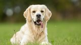 Golden Retriever auf der Wiese
