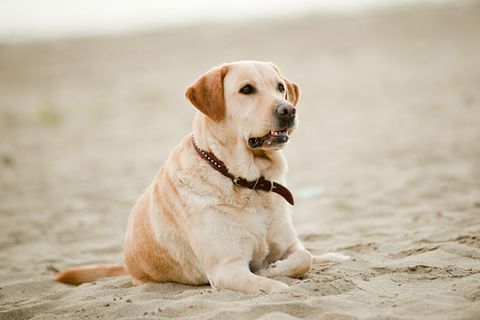 Labrador Retriever