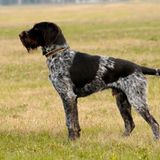 Deutsch Drahthaar auf der Wiese