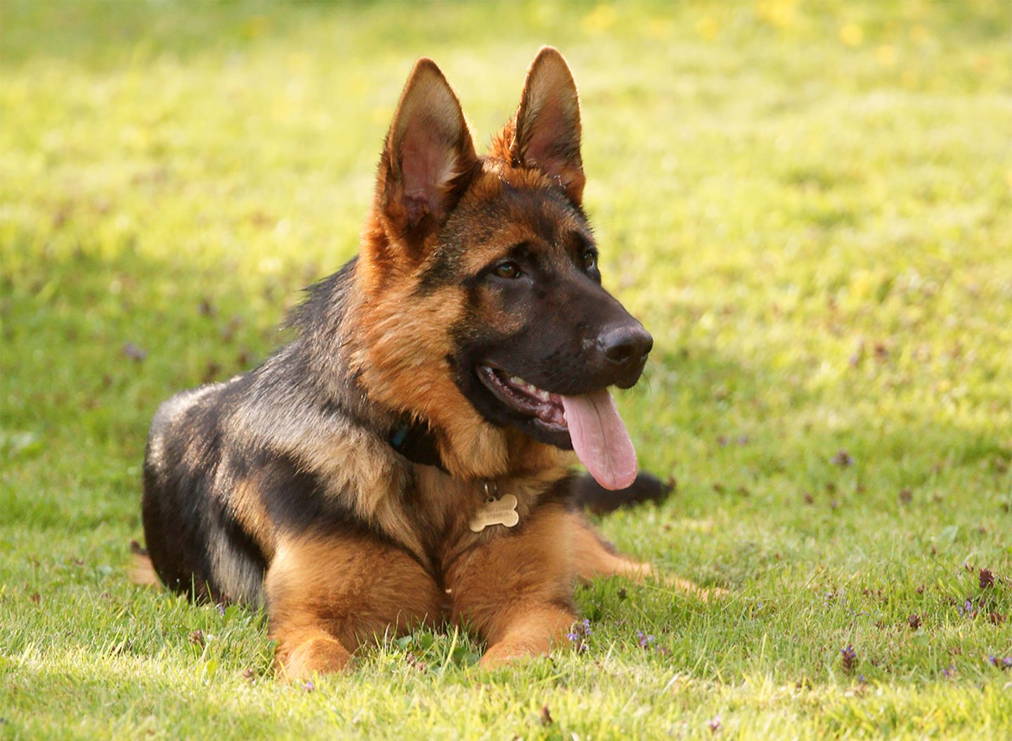 Deutscher Sch ferhund Steckbrief Im Tierlexikon GEOLINO 