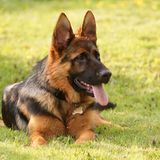 Deutscher Schäferhund