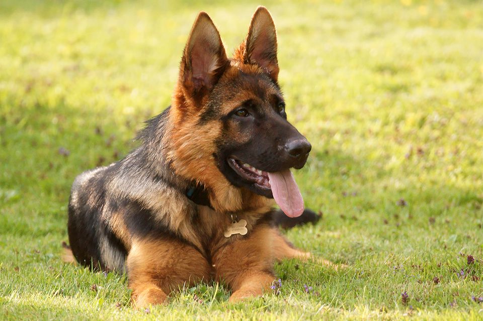 Deutscher Schäferhund