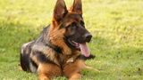 Deutscher Schäferhund