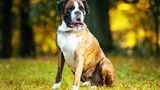 Deutscher Boxer