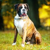 Deutscher Boxer