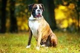 Deutscher Boxer