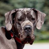 Deutsche Dogge
