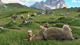 Dolomiten