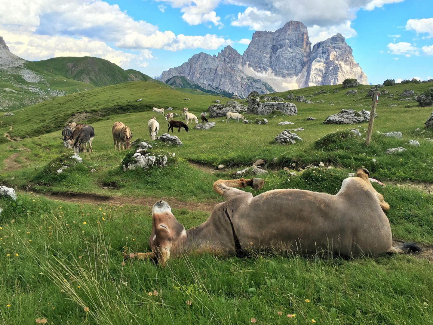 Dolomiten
