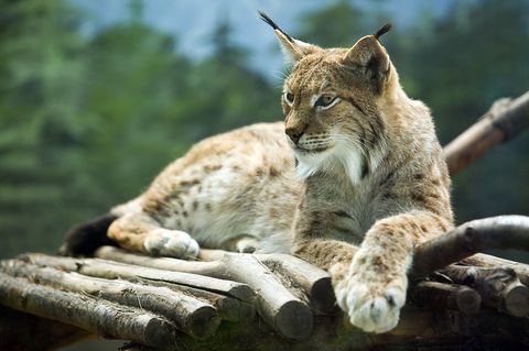 Liegender Luchs