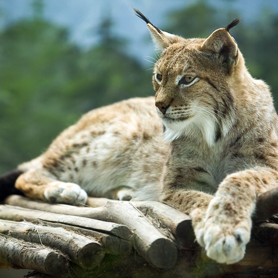 Liegender Luchs