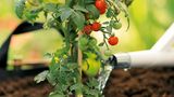 Tomatenpflanzen pflegen