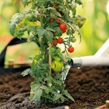 Tomatenpflanzen pflegen