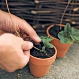 Erdbeer Ableger nehmen