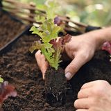 Salat anpflanzen
