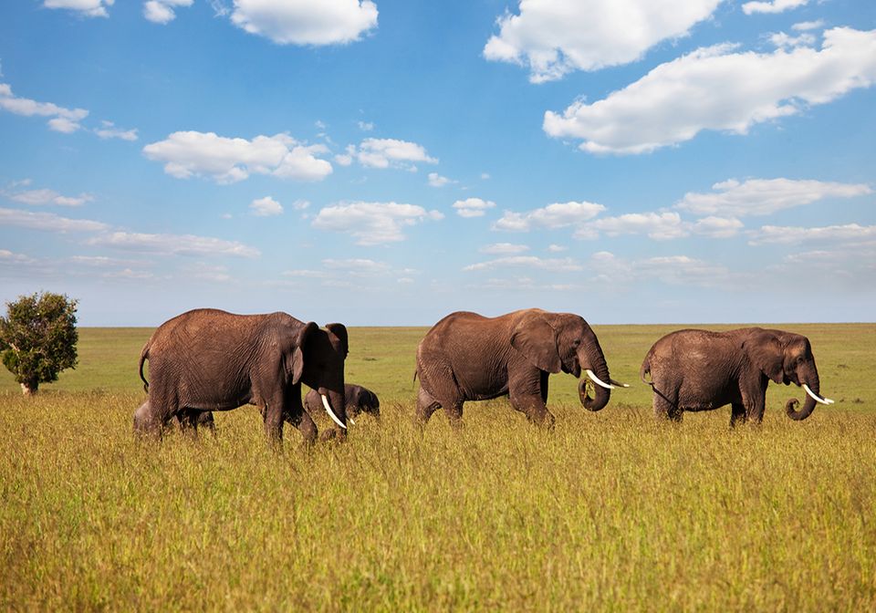 Vier Elefanten laufen durch die Savanne