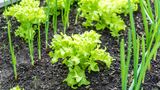 Salat