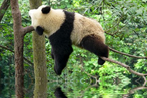Großer Panda