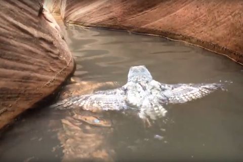 Uhu schwimmt durch Canyon