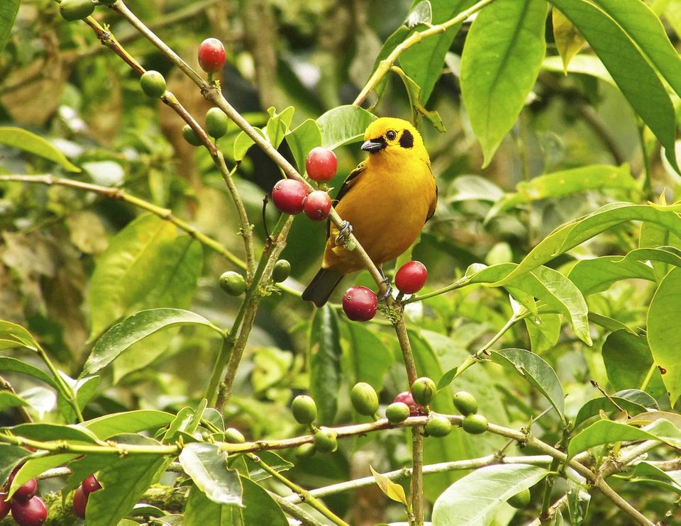 Die Goldtangare ist eine in Südamerika beheimatete Vogelart aus der Familie der Tangaren. Sie lebt in tropischen und subtropischen Regenwäldern