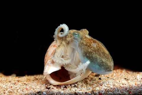 Oktopus