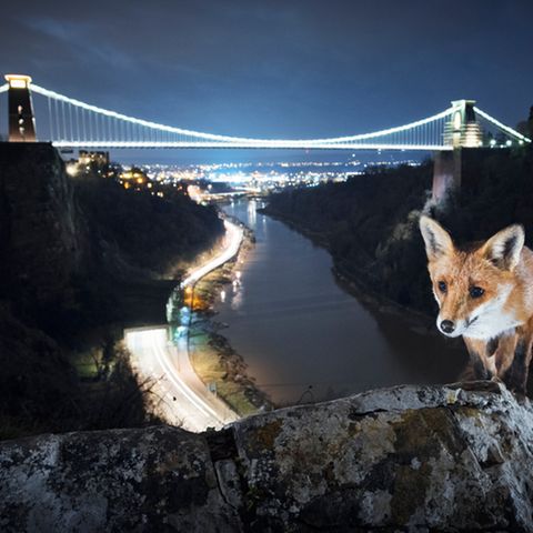 Fuchs, Bristol, UK