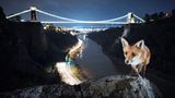 Fuchs, Bristol, UK